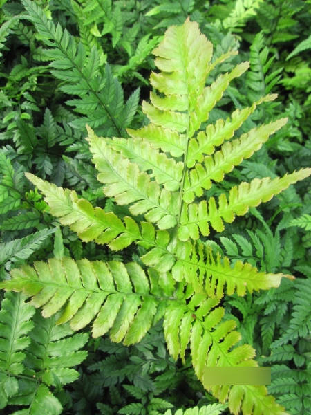 Polystichum tsussimense Roca - Koreanischer Schildfarn